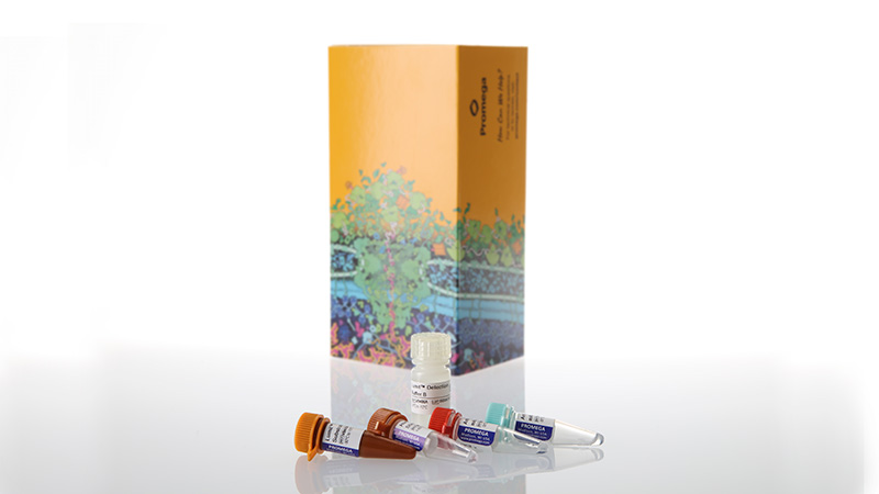 Lumit™ IFN-ɣ (Human) Immunoassay, 100 assays