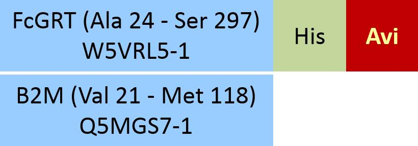 [FCN-F82W3] FcRn (FCGRT & B2M)