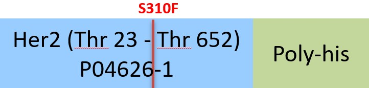 [HE2-H52H2] Her2