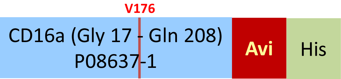 [CDA-H82E9] Fc gamma RIIIA / CD16a