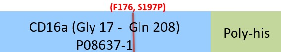 [CDA-H52H6] Fc gamma RIIIA / CD16a