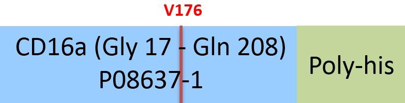 [CD8-H52H4] Fc gamma RIIIA / CD16a