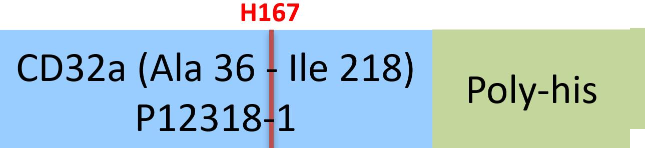 [CD1-H5223] Fc gamma RIIA / CD32a