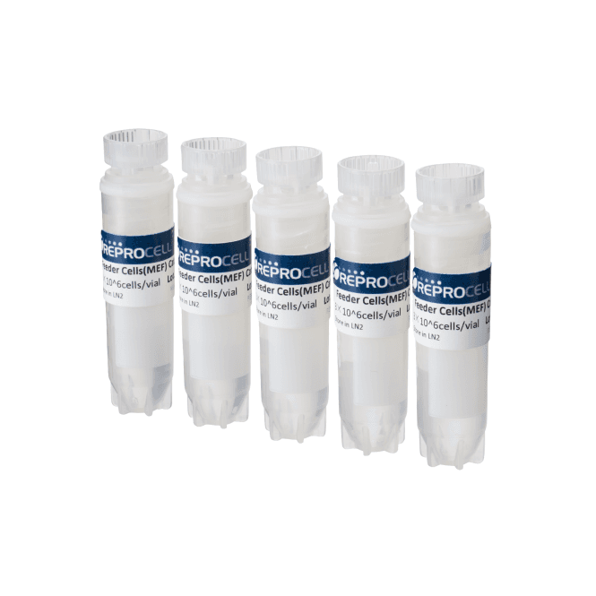 [RCHEFC003] MEF Feeder Cells (6 vials (each 3 x 10^6 cells))