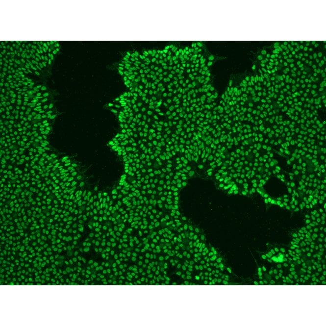 [09-0023] StemAb Oct4 Antibody (Affinity Purified), Rabbit anti-Mouse/Human (100 uL)