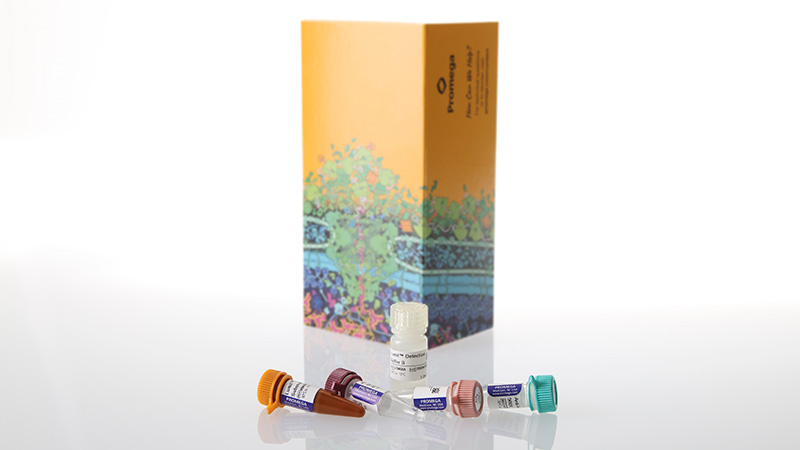 Lumit™ IL-4 (Human) Immunoassay, 100 assays