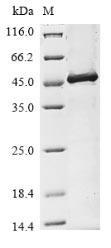 Recombinant Human Transmembrane protease serine 2(TMPRSS2),partial