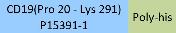 [CD9-HP2H5] CD19 