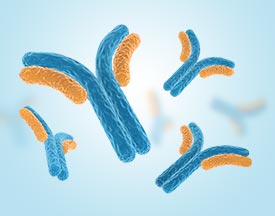 [CSB-PA00190F1Rb] Rabbit anti-Guinea Pig IgG Antibody;HRP conjugated